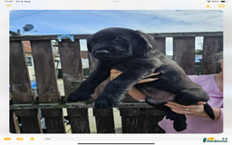Labrador Retriever dogs for sale: KC registered Labrador puppies  - Image 1
