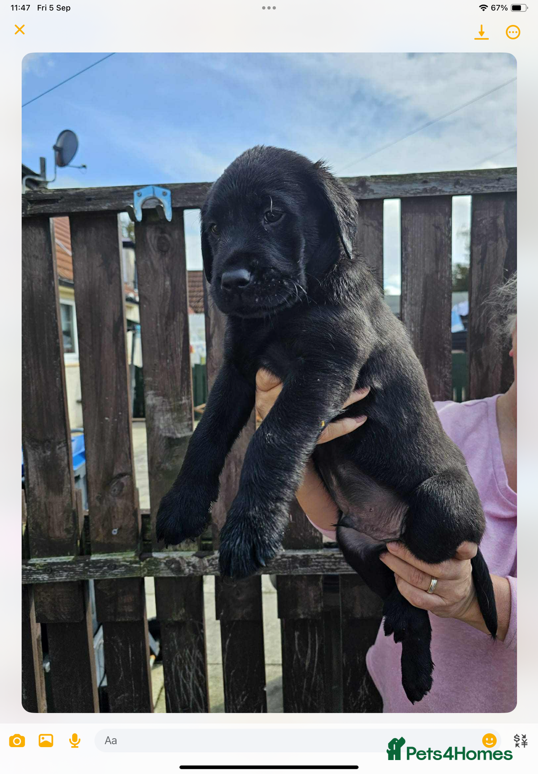 Labrador Retriever dogs for sale: KC registered Labrador puppies  - Image 1