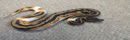 Python Snake reptiles for sale: 2026 Royal Python Hatchlings in Telford - Advert 7