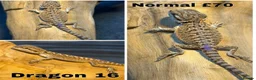 Bearded Dragon reptiles for sale: Bearded Dragons Ready To Reserve - Advert 16
