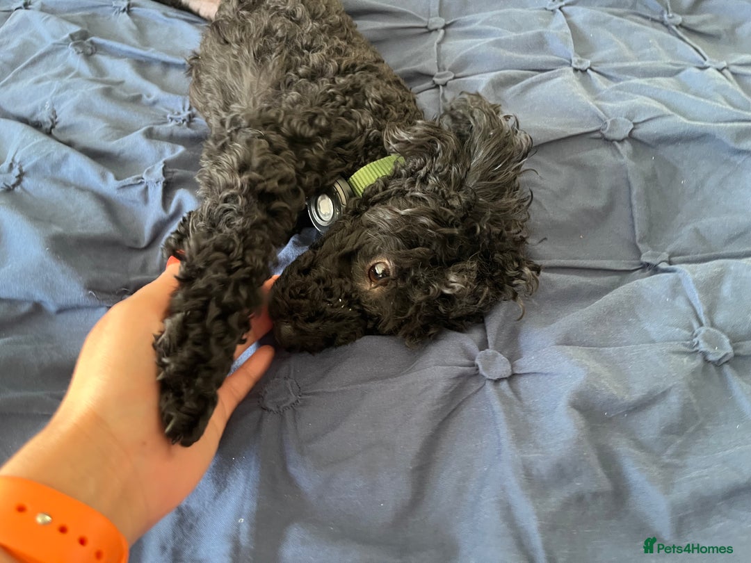 Toy Poodle dogs for sale: Beautiful Toy Poodle female - Advert 3