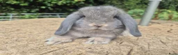 Mini Lop rabbits for sale: 🍓Gorgeous mini lop babies 🍓 - Advert 16
