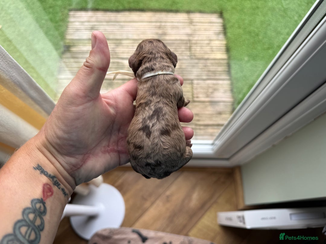 Cockapoo dogs for sale: F2bb Cockapoo Chocolate Merle Puppies  - Image 10