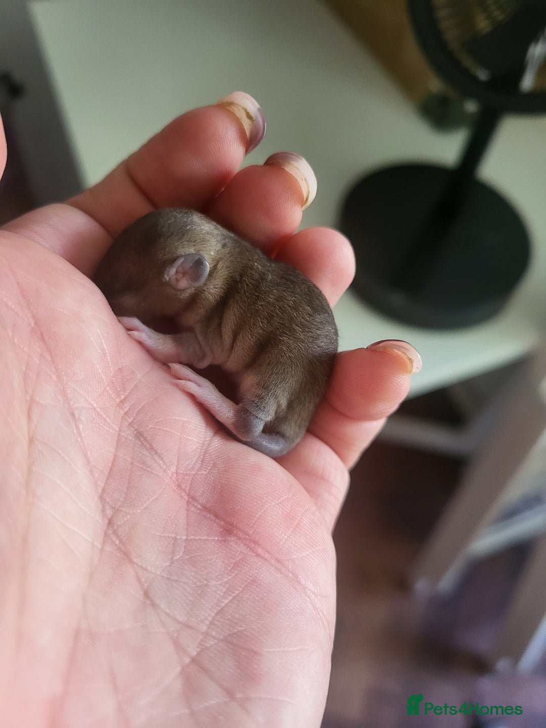 Rat rodents for sale: Mixed baby rats - males and females - Image 5