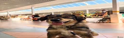 Mixed Breed dogs for sale: Meet Fenya, your new best friend! in Bedlington - Advert 6