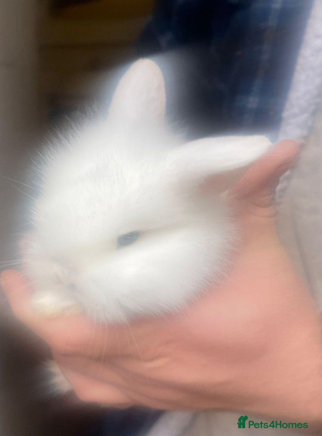 Lionhead rabbits for sale: Baby Lionhead bunnies  - Advert 12