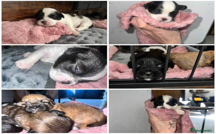 Mixed Breed dogs - Advert 2