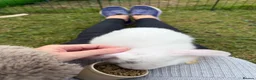 Dwarf Lop rabbits for sale: Dwarf Lop Baby Bunnies  - Advert 11