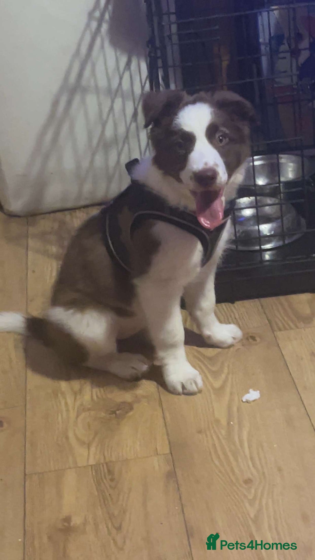 Border Collie dogs for sale: White and brown border collie  - Advert 2