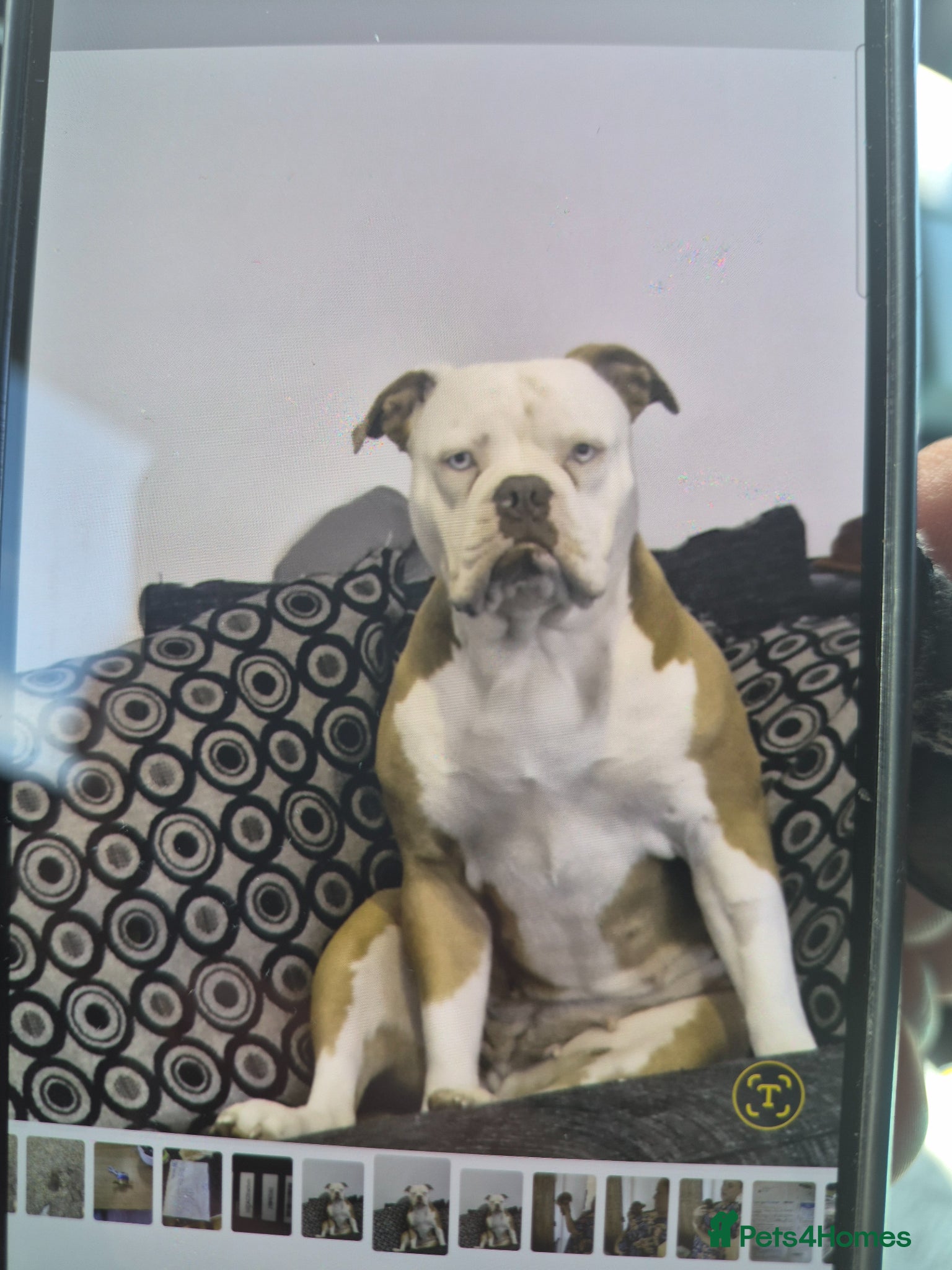 Mixed Breed dogs Bulldog Puppys looking for their forever home  - Advert 2