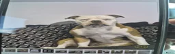 Mixed Breed dogs for sale: Stunning Old Tyme/English Bulldog Puppies–Ready2go - Advert 18