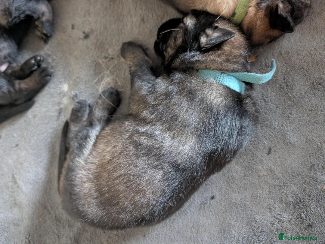 German Shepherd dogs for sale: 3 pups left looking for their next adventure  - Advert 10