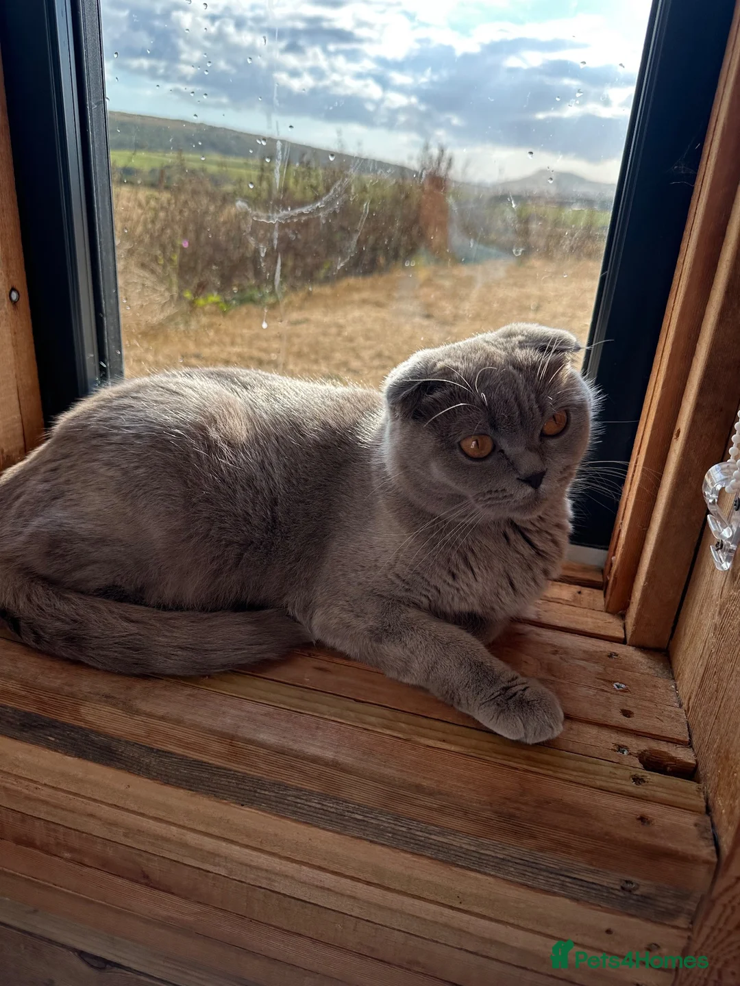 Mixed Breed cats for sale: Mixed blue British shorthair female kitten - Advert 2