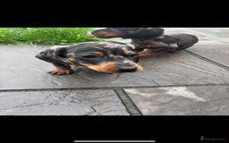 Miniature Dachshund dogs for sale: Beautiful kc registered miniature dachshunds  - Image 26
