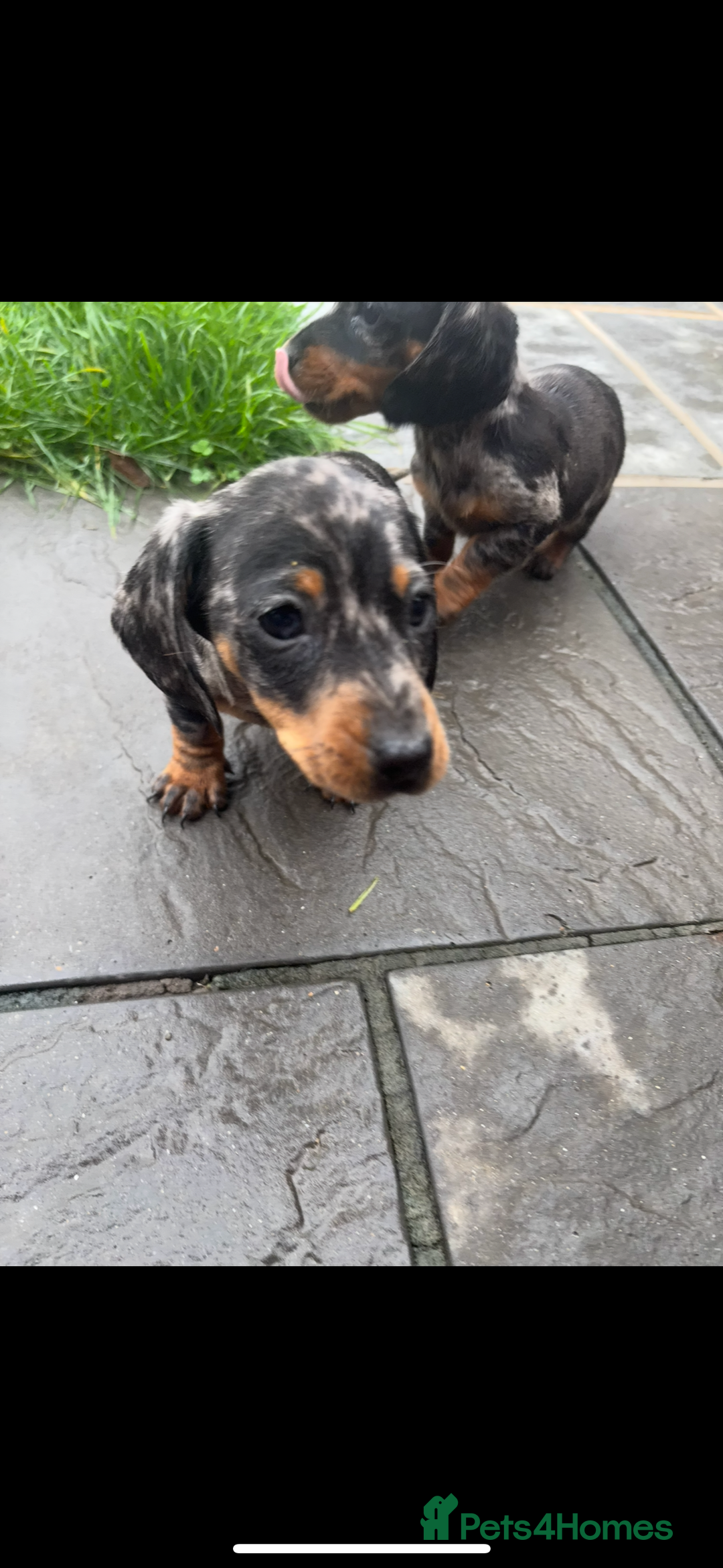 Miniature Dachshund dogs for sale: Beautiful kc registered miniature dachshunds  - Image 26
