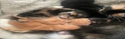Mixed Breed cats for sale: 3 kittens  in Eastleigh - Advert 3