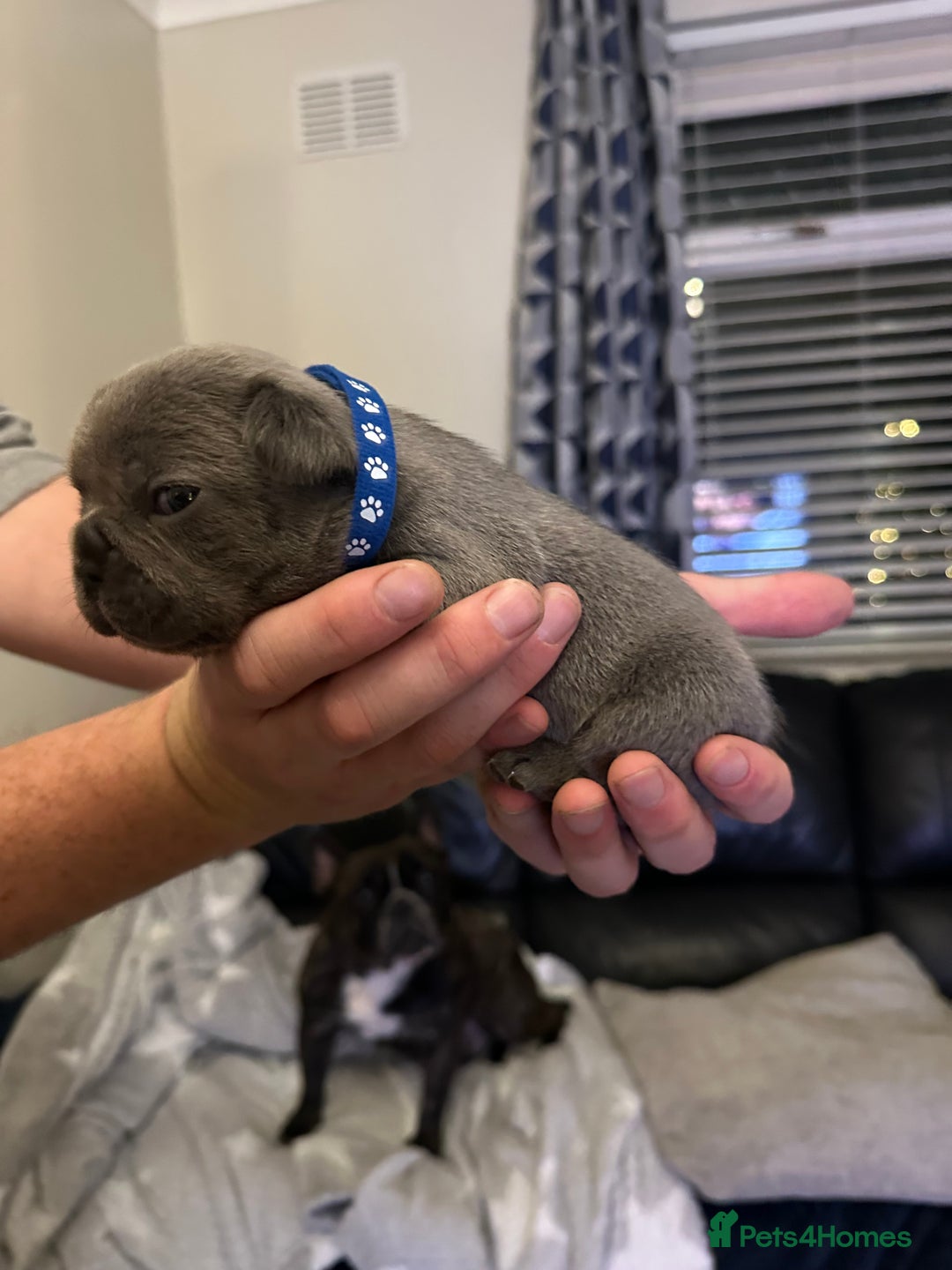 French Bulldog dogs for sale: 5 Beautiful French Bulldog Puppies - Advert 17