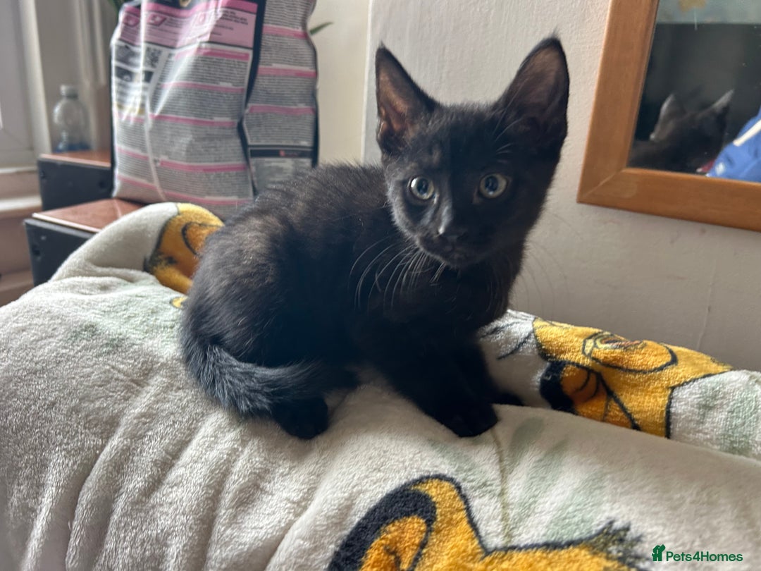 Mixed Breed cats for sale: Kittens - Image 9