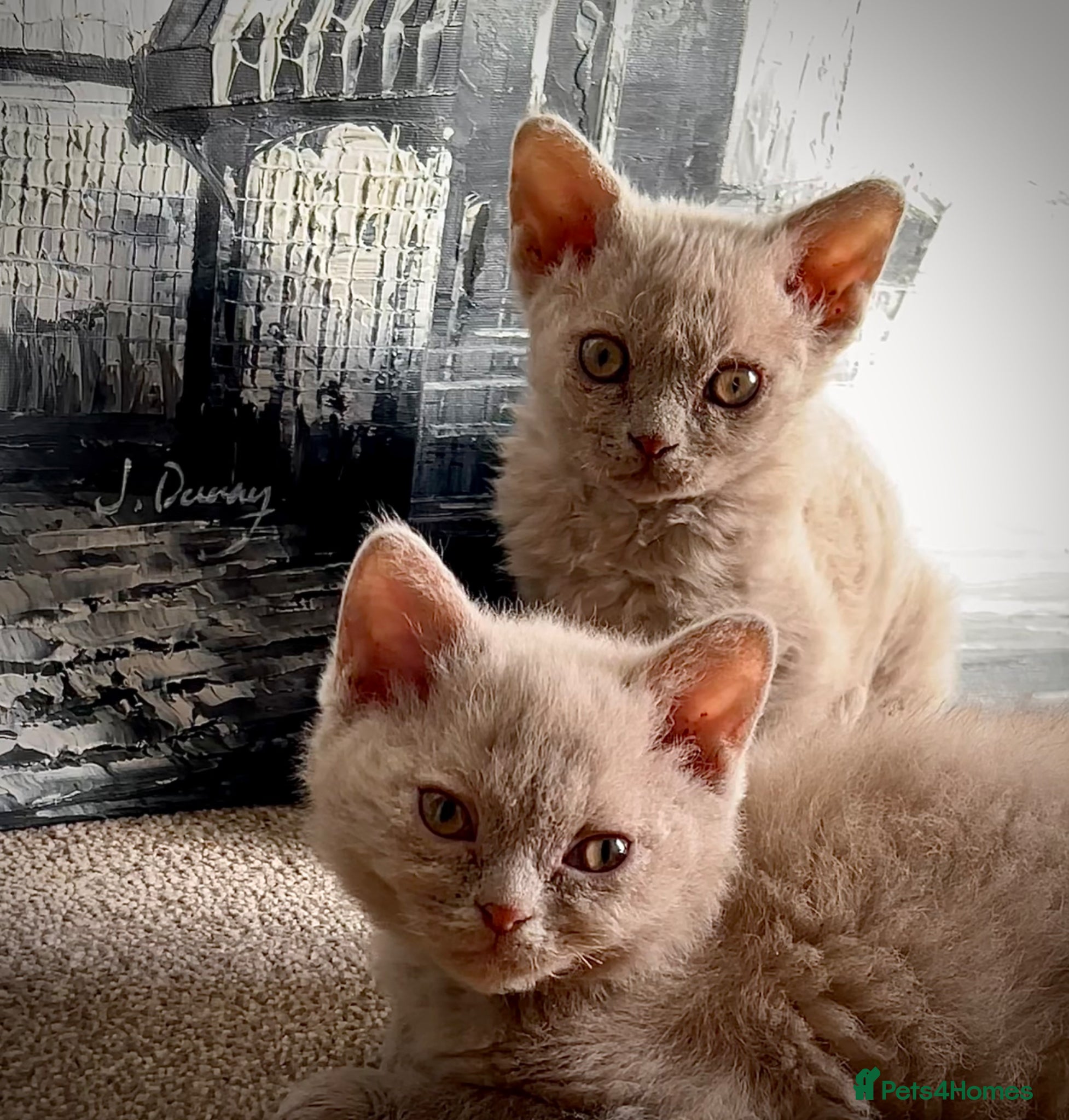 Selkirk Rex cats RARE LILAC SELKIRK REX 🐈😻 - Advert 7