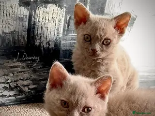 Selkirk Rex cats RARE LILAC SELKIRK REX 🐈😻 - Advert 4