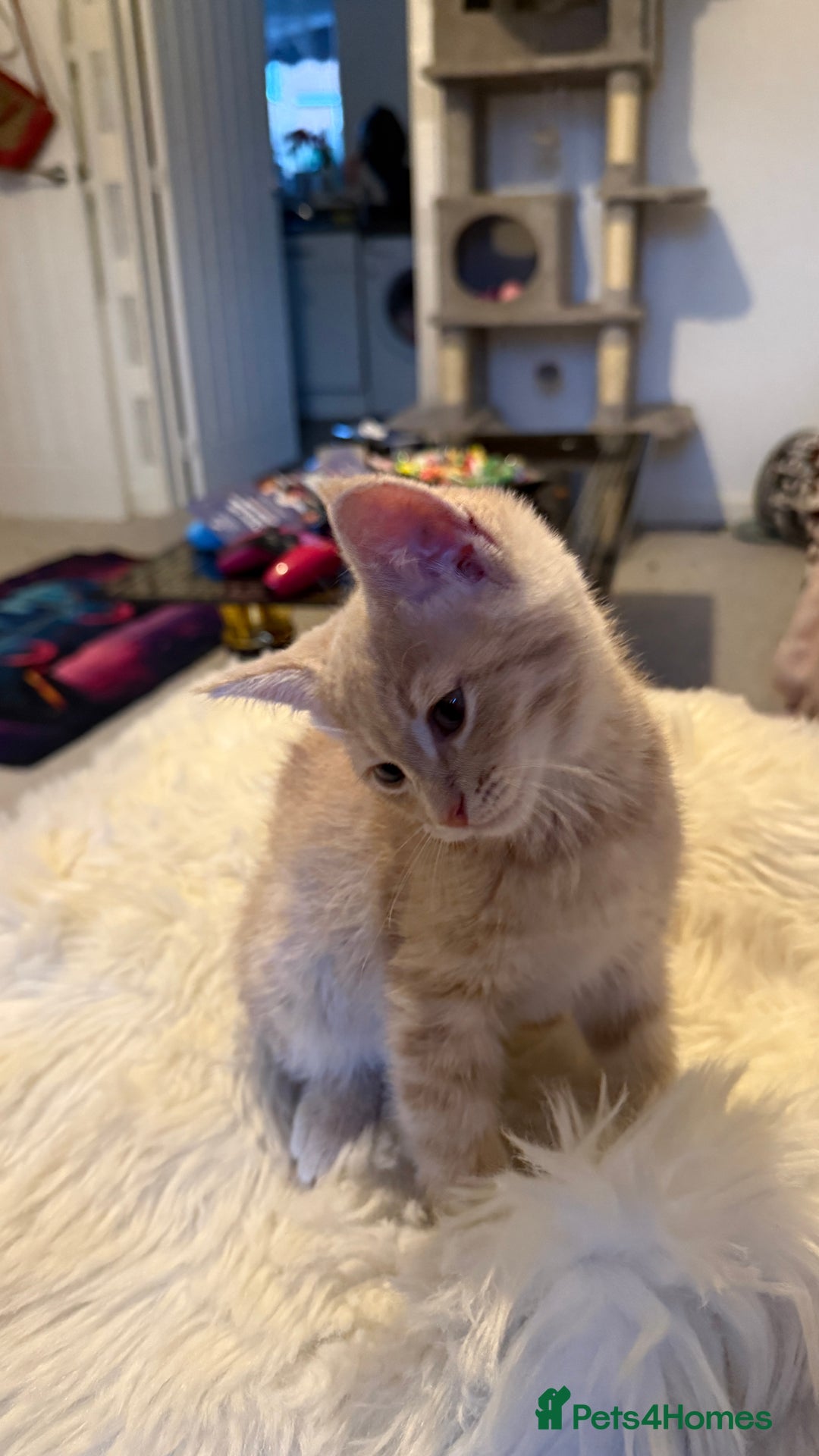 Mixed Breed cats for sale: Siberian mix kitten-Beautiful Ginger girls - Advert 9