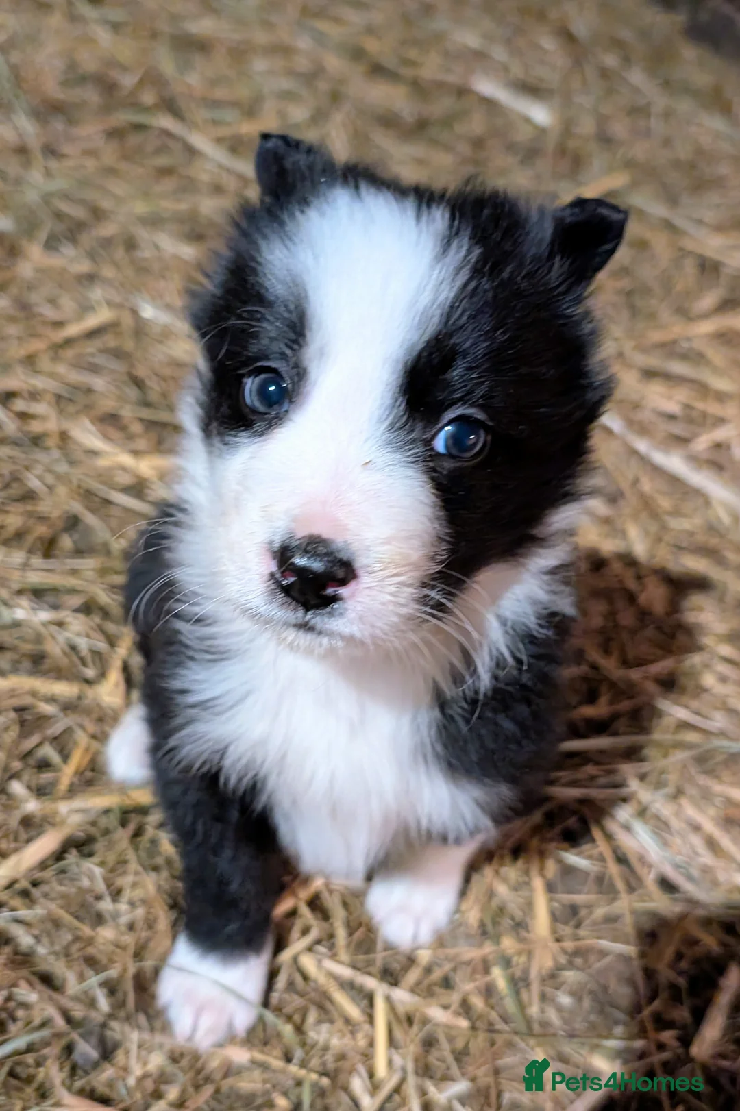 Border Collie dogs for sale: Border Collie Pups ❤️ - Advert 9