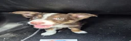 Border Collie dogs for sale: Male border collie last one left in Immingham - Advert 8