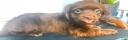 Mixed Breed dogs for sale: Gorgeous mixed litter girls and boys ready now! - Advert 11