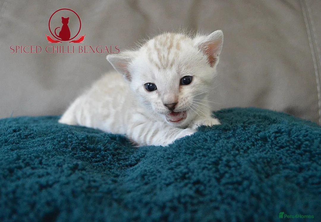 Bengal cats for sale: ✨️ glitter snow champion bengal kittens ✨️ - Advert 16