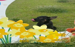 German Shepherd dogs for sale: Carp! - Image 4