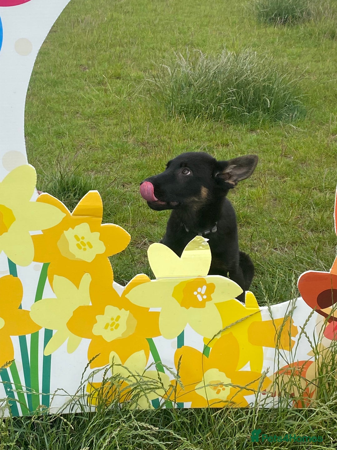 German Shepherd dogs for sale: Carp! - Image 4