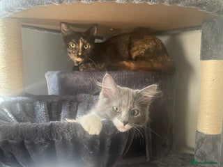 Mixed Breed cats - Advert 17