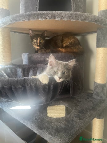 Mixed Breed cats - Advert 2