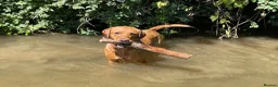 Labrador Retriever dogs for sale: Shiny Red Labrador Pups!  - Advert 15