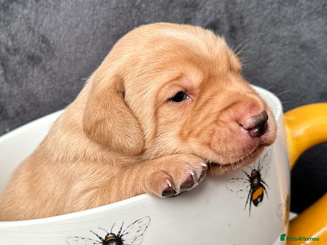 Labrador Retriever dogs for sale: Fox Red Pedigree Labrador Litter - Advert 3