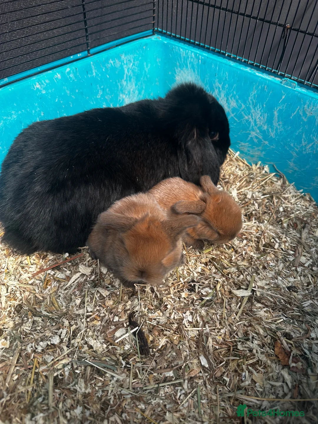 Netherland Dwarf rabbits for sale: Rabbits for sale - Advert 17