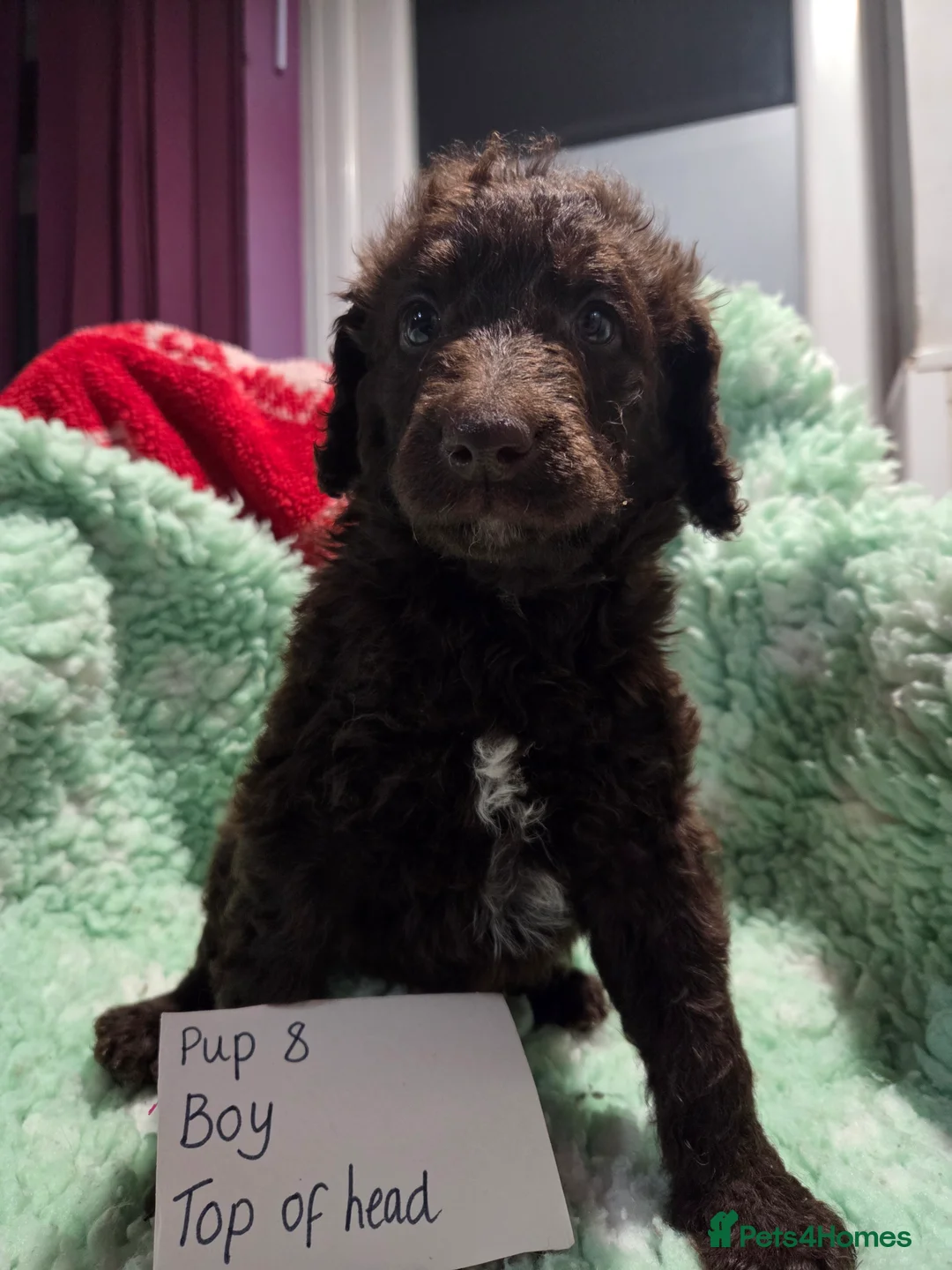 Goldendoodle dogs for sale: YORKSHIRE LAD AND LASSES  - Advert 1