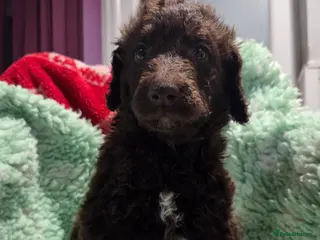 Goldendoodle dogs VIEW DELIGHTFUL WELL BRED DOODLES - Advert 3