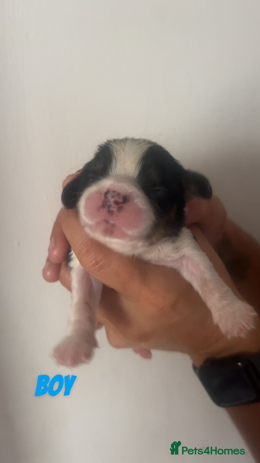 Cavalier King Charles Spaniel dogs for sale: Mixed colour Cavaliers  - Image 5