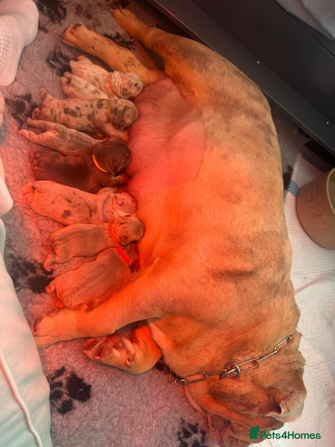 English Bulldog dogs for sale: 🔥 Epic Bullyz Major Daughter X Posher Turkish 🔥  - Advert 2