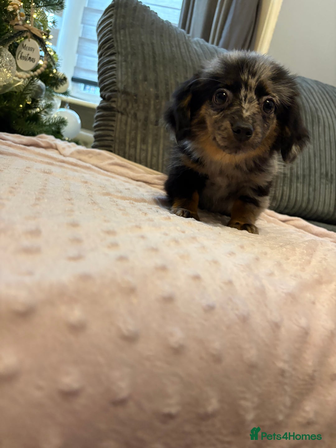 Mixed Breed dogs for sale: Miniature Dachshund x Pomeranian  - Advert 4