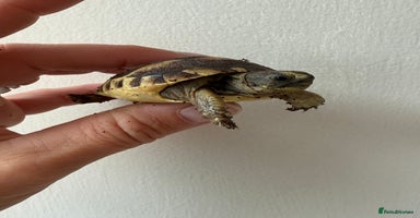 Tortoise reptiles - Advert 3