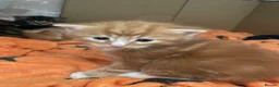 Maine Coon cats for sale: Gorgeous Maine coon domestic shorthair mix kittens - Advert 8