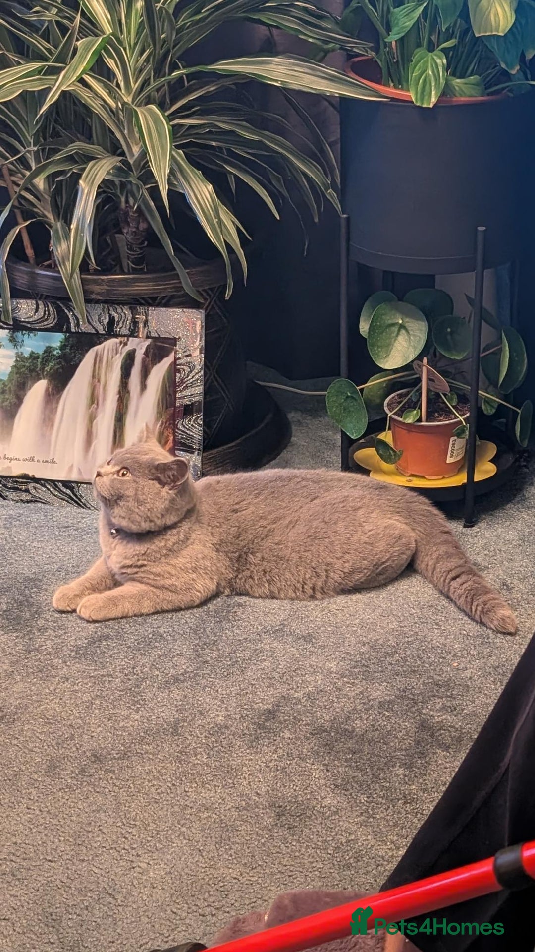 British Shorthair cats for sale: Beautiful British Blue Shorthair Male – 1 Yr Old - Advert 3