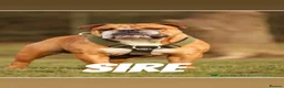 English Bulldog dogs for sale: Traditional British bulldogs  - Advert 7