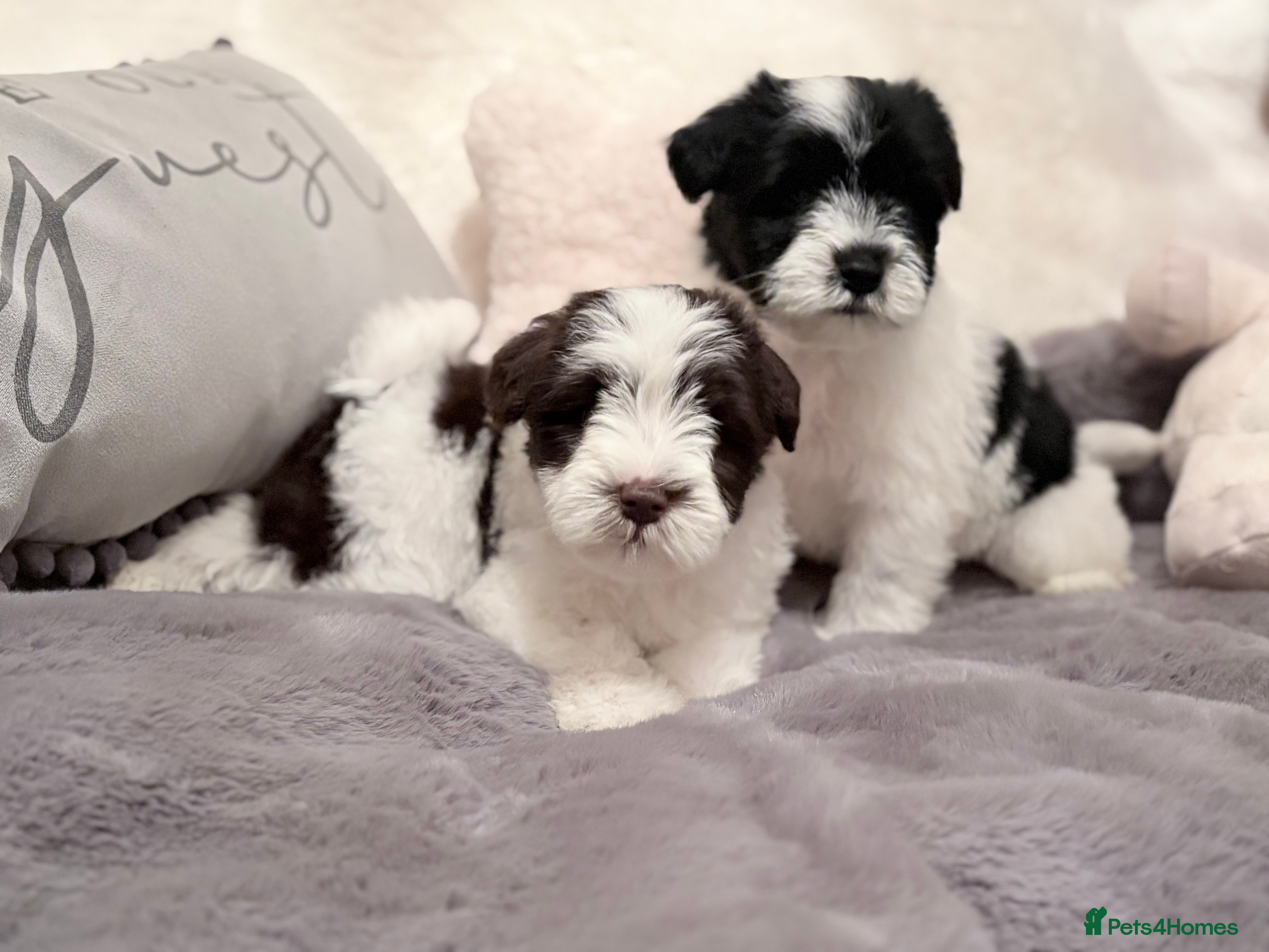Miniature Schnauzer dogs Beautiful KC Chocolate & Black Mini Schnauzer - Advert 9