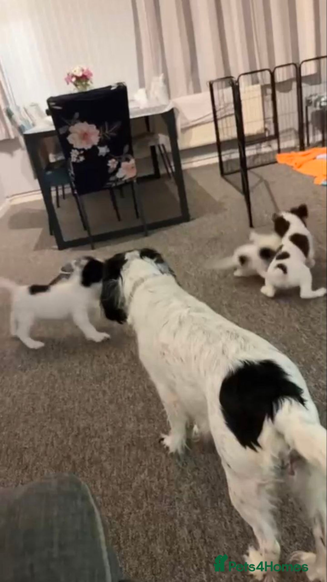 Sprocker dogs for sale: Sprocker Puppies For Rehoming - Advert 2