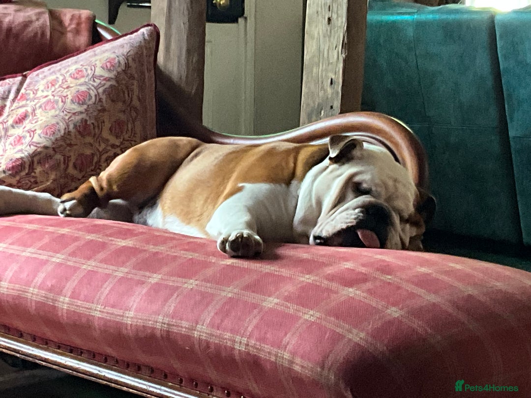 English Bulldog dogs for sale: Bulldog  - Image 7