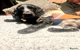 Cocker Spaniel dogs for sale: Loving Cocker Spaniel looking for adult only home  - Image 5