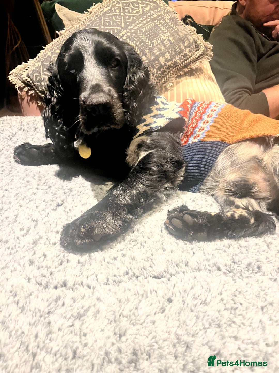 Cocker Spaniel dogs for sale: Loving Cocker Spaniel looking for adult only home  - Image 5